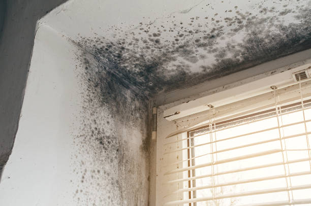 Affordable Black Mold Remediation solutions in Ledgewood, NJ